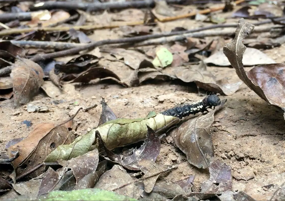 La chenille de crabe ermite démontre sa méthode de mouvement camouflé sur le sol de la forêt tropicale jonchée de feuilles dans la réserve nationale de Tambopata, dans la forêt amazonienne péruvienne.
