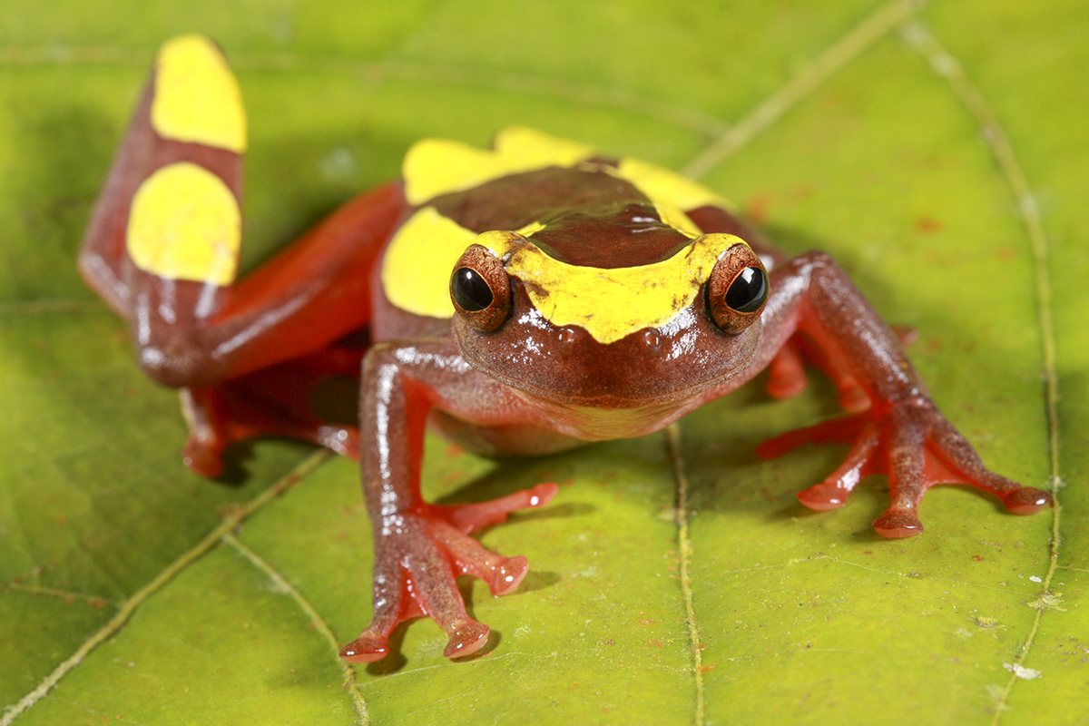 Pas une espèce « universelle » après tout : Dendropsophus triangulum.