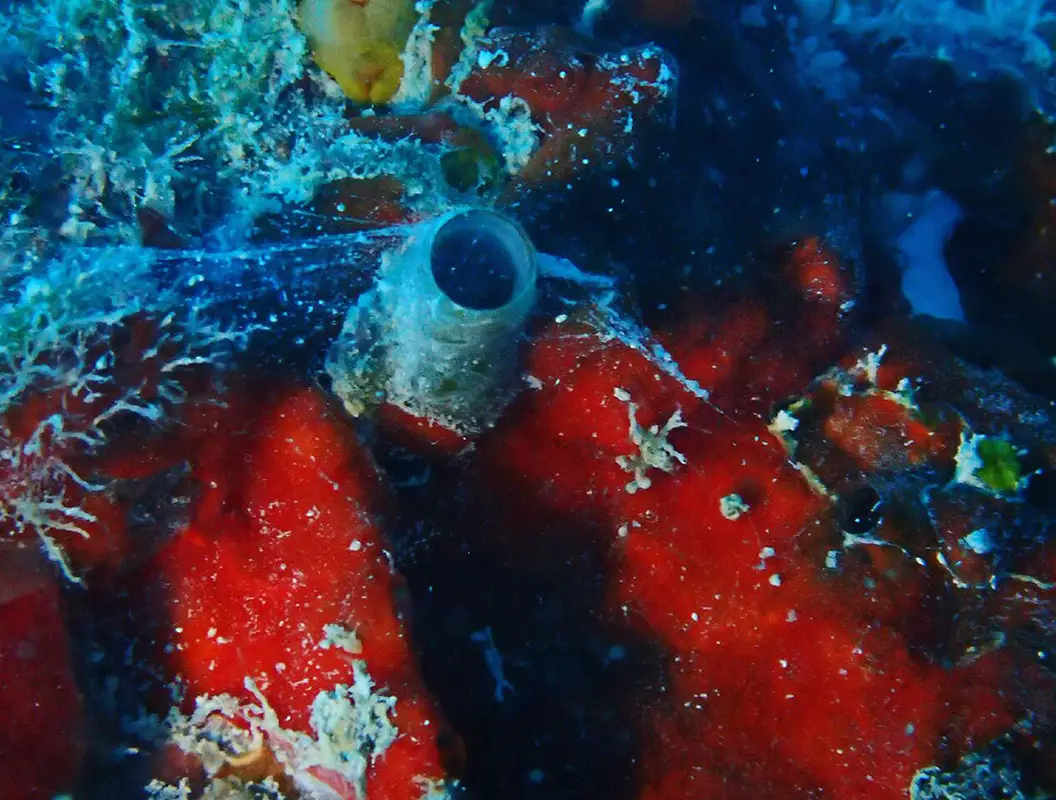 L'escargot ver T. vandyensis utilise un filet muqueux pour piéger ses proies de plancton.