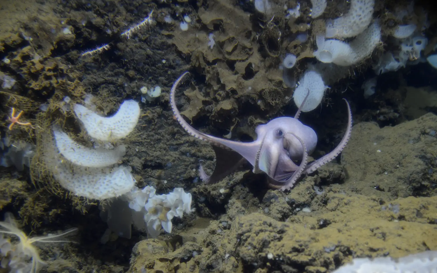 Une pieuvre du genre Muusoctopus se déplace le long de l'affleurement.