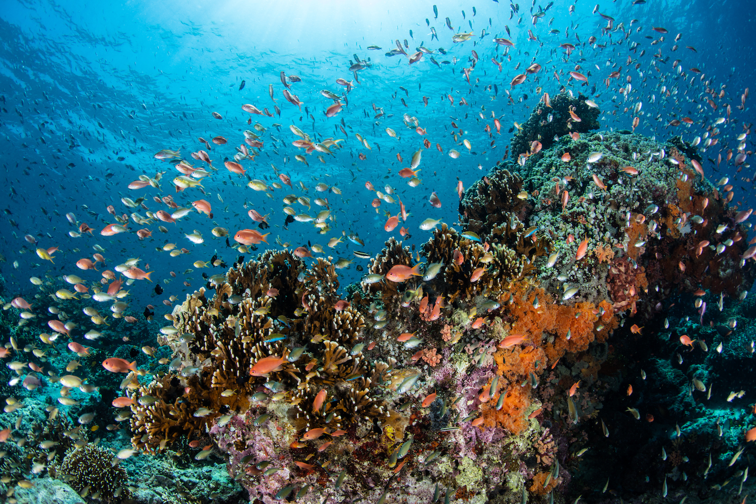 Le triangle de corail abrite près d'un tiers des espèces de poissons des récifs coralliens du monde.