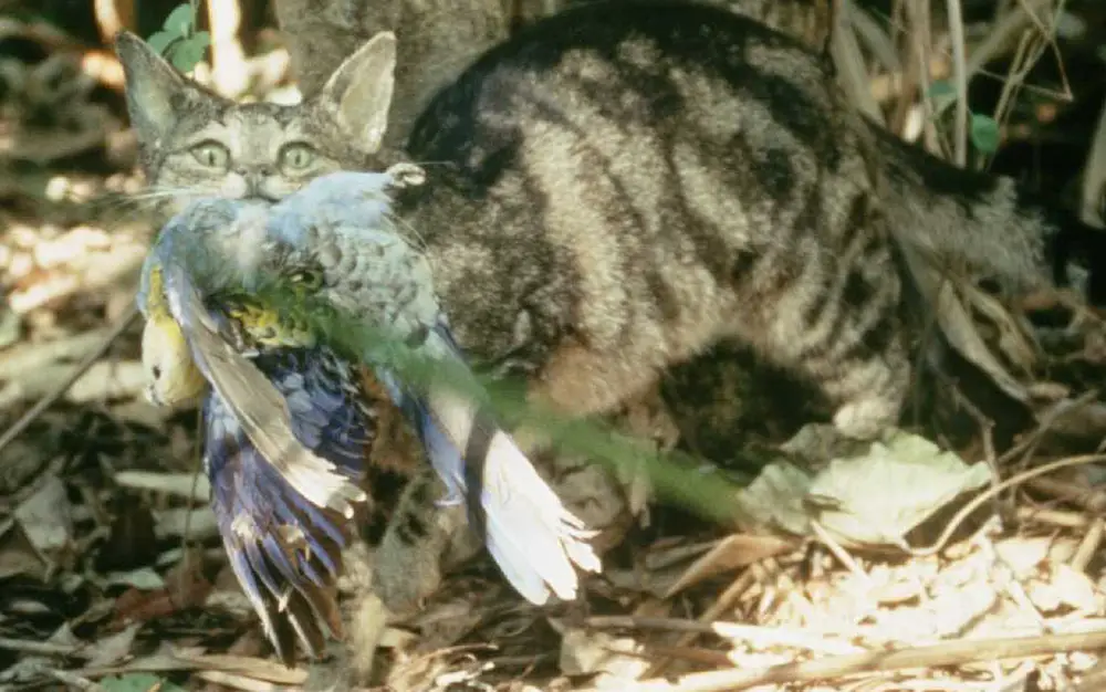 Un chat sauvage s'arrête devant la caméra après avoir tué un perroquet rosella australien.