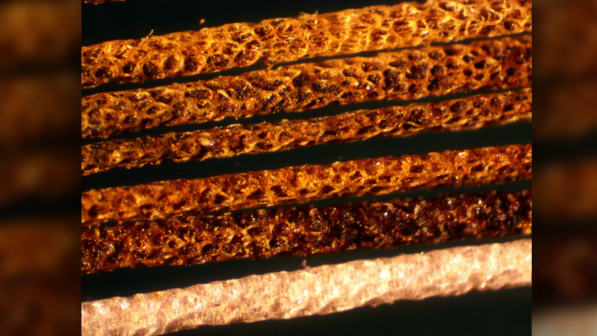 Image microscopique des poils spécialisés que le rat à crête africain oint avec du poison d'Acokanthera schimperi.