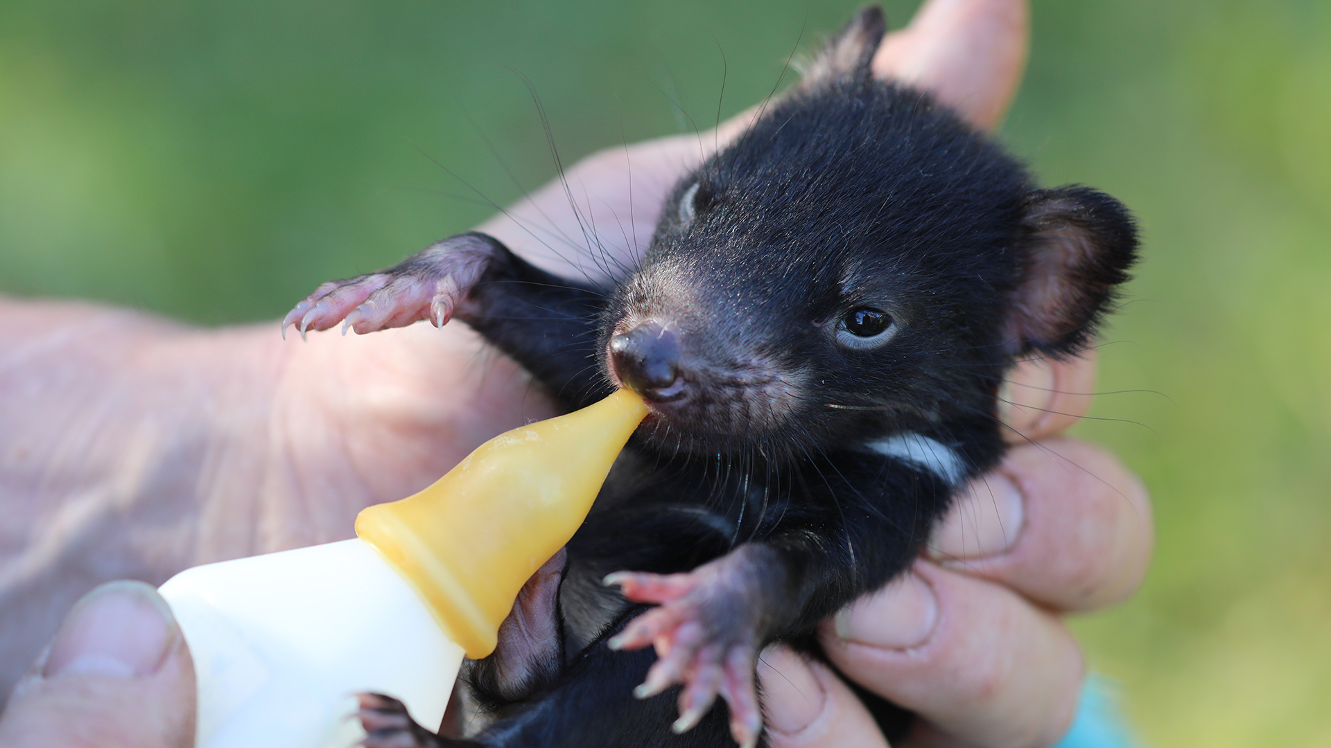 Aussie Ark, une organisation à but non lucratif pour la faune, élève des diables de Tasmanie en voie de disparition, élevant les animaux afin qu'ils conservent un comportement et des habitudes naturels et puissent être réintroduits dans la nature.