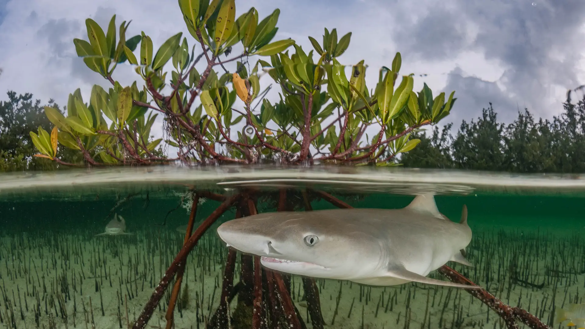 Les requins citron (Negaprion brevirostris) vivent principalement dans des habitats côtiers peu profonds tels que les mangroves, les baies et les récifs coralliens.