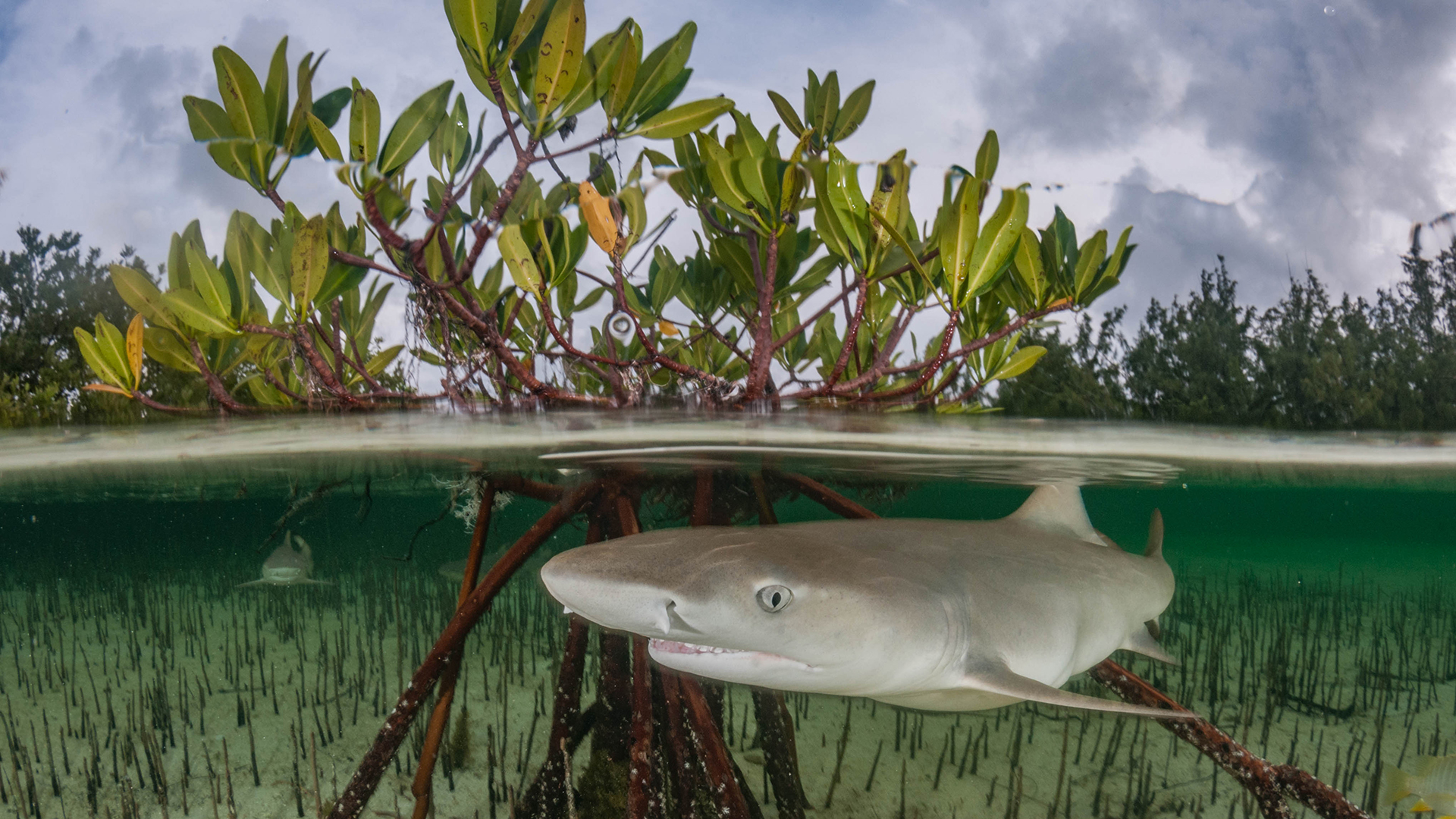 Les requins citron (Negaprion brevirostris) vivent principalement dans des habitats côtiers peu profonds tels que les mangroves, les baies et les récifs coralliens.