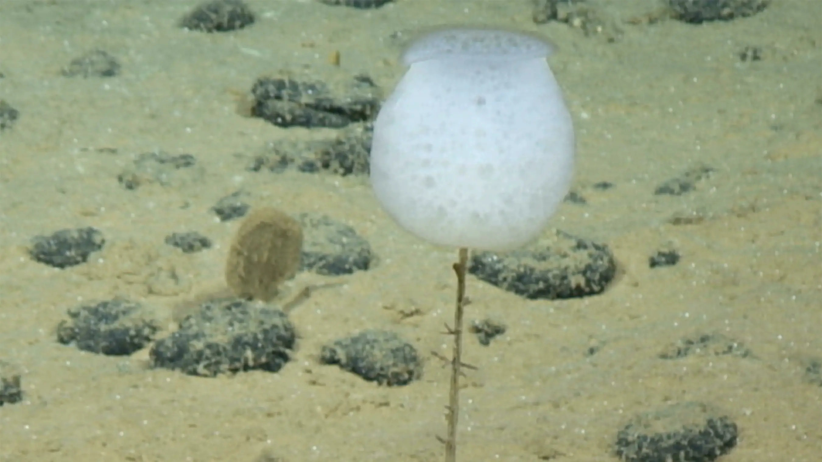 Une éponge de mer blanche (hyalonema) trouvée dans l'océan Pacifique.