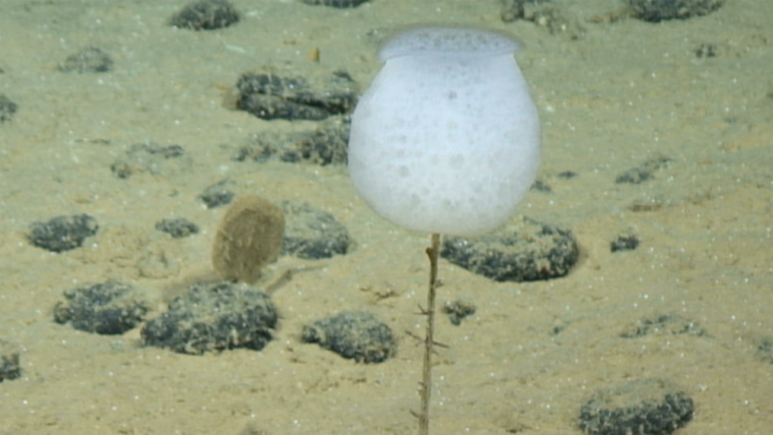 Une éponge de mer blanche (hyalonema) trouvée dans l'océan Pacifique.