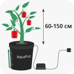 Culture de plantes en hydroponie