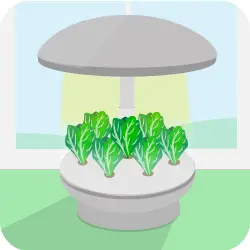Cultiver de petites plantes en hydroponie