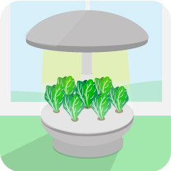 Cultiver de petites plantes en hydroponie