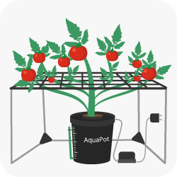 Cultiver des plantes hautes à la maison