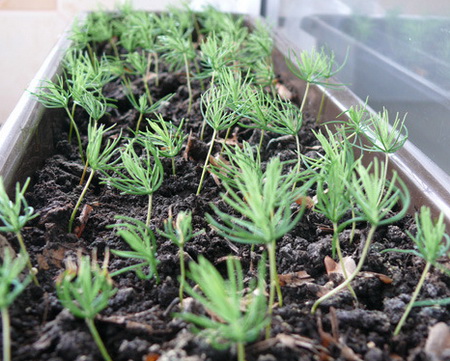 Planter des boutures de conifères