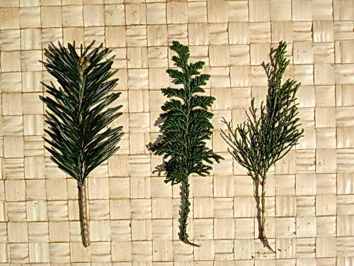 Clonage de conifères