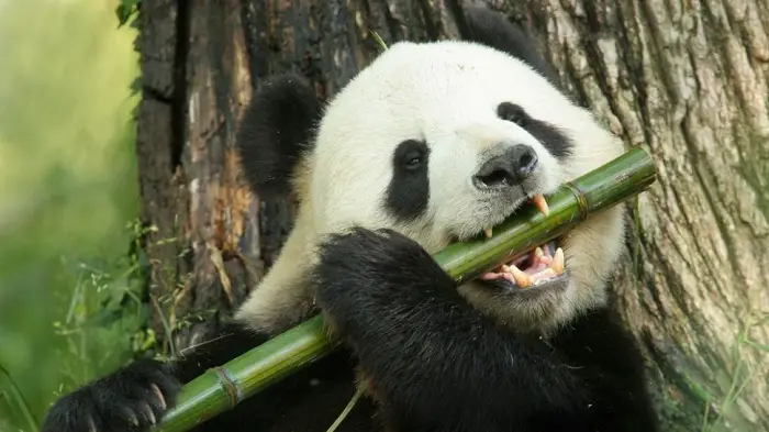 A. nikolovi avait probablement un régime végétarien car ses dents étaient plus faibles que celles des pandas géants modernes, qui ne mangent que du bambou.