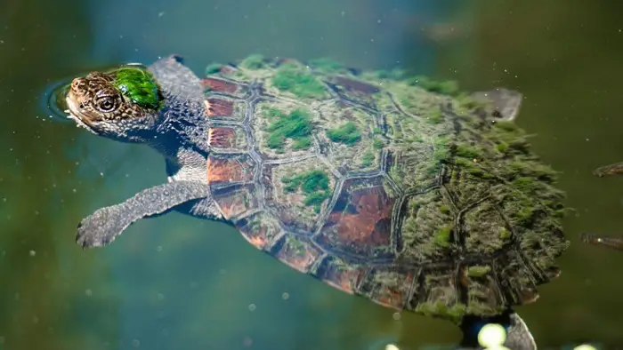 Certaines tortues de rivière, comme cette tortue de rivière Mary (Elusor Macrurus), passent tellement de temps sur le fond de la rivière qu'elles peuvent y faire pousser des algues comme des rochers.