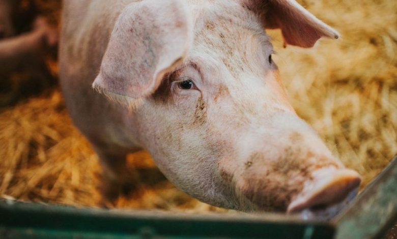 Des scientifiques ont revitalisé les cellules de porcs une heure après leur mort, une percée potentielle en matière de transplantation d'organes.