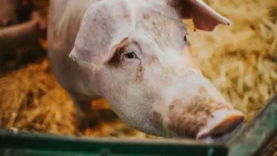 Des scientifiques ont revitalisé les cellules de porcs une heure après leur mort, une percée potentielle en matière de transplantation d'organes.