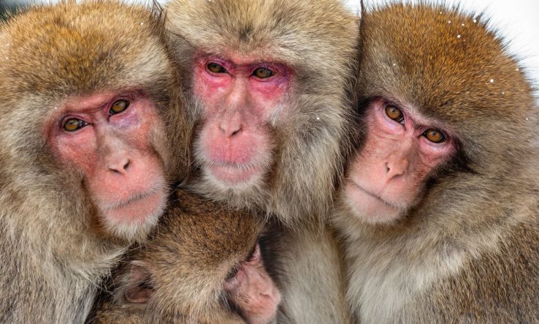 Japanese macaques (Macaca fuscata) have carried out more than 50 attacks against people in the Japanese city of Yamaguchi (the macaques in the photo are not associated with the recent violence).