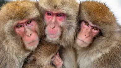 Japanese macaques (Macaca fuscata) have carried out more than 50 attacks against people in the Japanese city of Yamaguchi (the macaques in the photo are not associated with the recent violence).