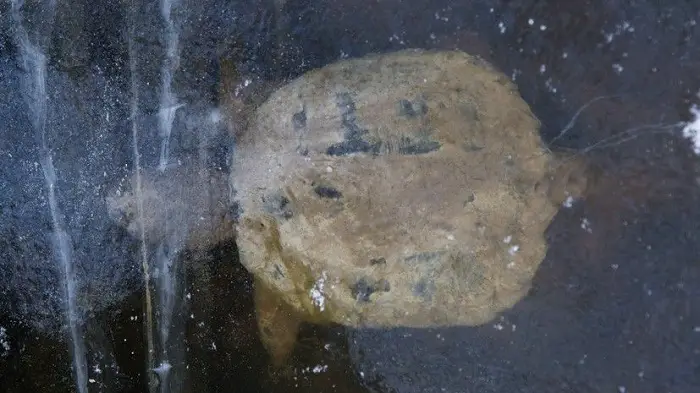 Une espèce de tortue non identifiée hibernant dans un étang gelé.