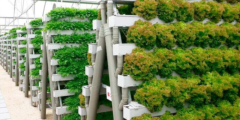 serres hydroponiques