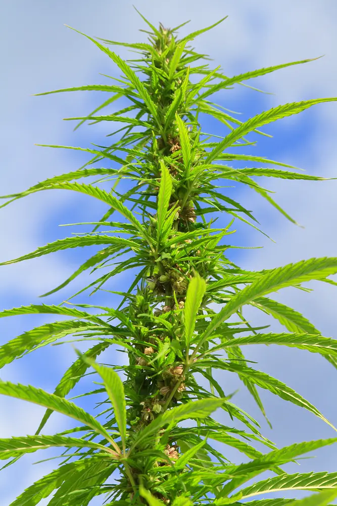 La plante de cannabis peut atteindre jusqu'à 18 pieds de haut.