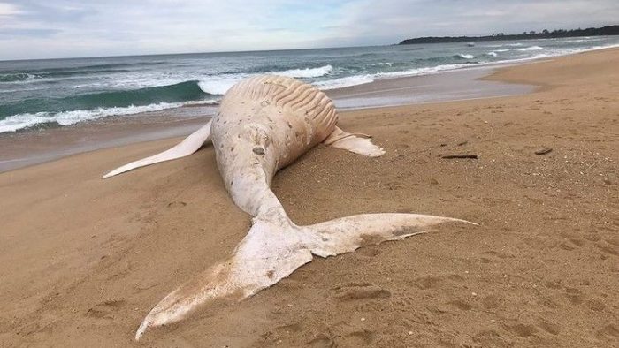 Selon les experts, la baleine blanche n'est pas albinos, mais souffre probablement de leucisme.