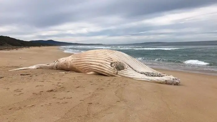 Les experts ne savent pas comment la baleine est morte.