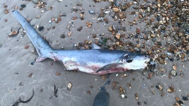 Le requin-renard mort s'est échoué sur une plage près de Bournemouth au Royaume-Uni le 13 mai.