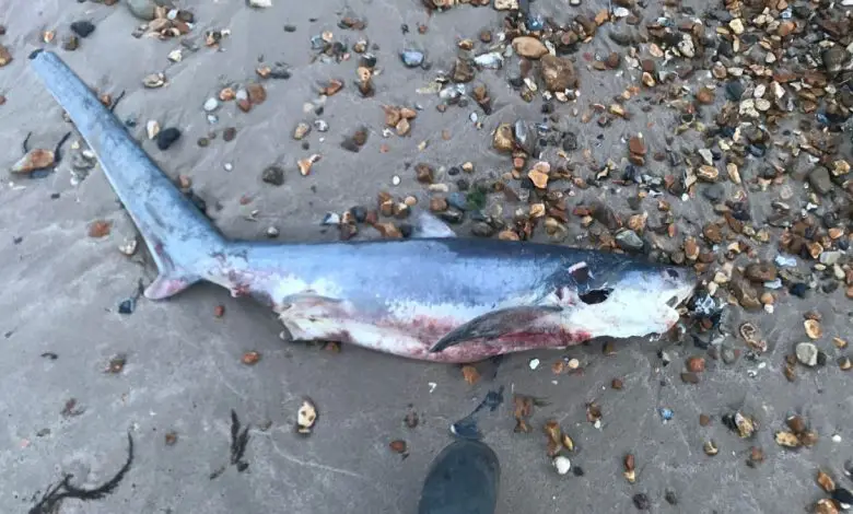Le requin-renard mort s'est échoué sur une plage près de Bournemouth au Royaume-Uni le 13 mai.