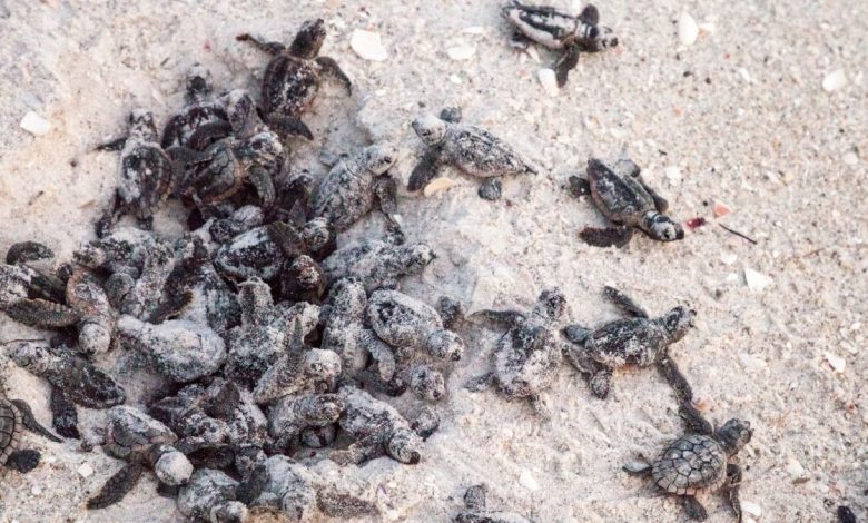 Hatchling loggerhead sea turtles making their way to the ocean on Clam Pass Beach in Florida.