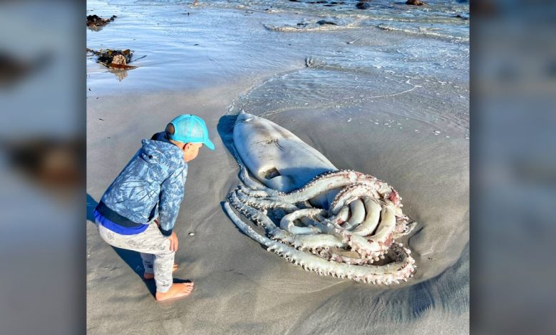 Les calmars géants vivent dans les profondeurs de l'océan et s'échouent rarement sur les plages.