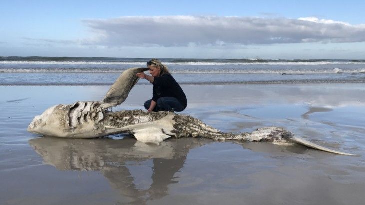 Des baleines tueuses en série tuent des requins et mangent leurs foies depuis 5 ans