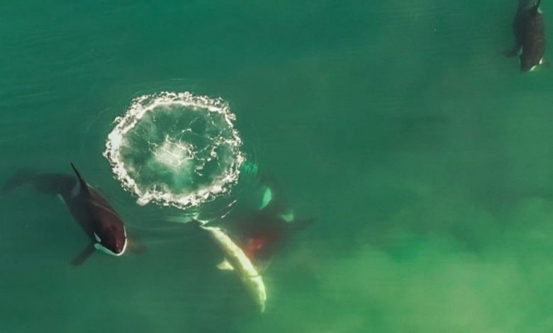 Des images de drone montrent un groupe d'orques attaquant et tuant un grand requin blanc en Afrique du Sud.