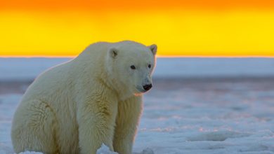 Les ours polaires sont contraints de se nourrir de "piles et de couches sales" alors que le changement climatique les pousse vers l'intérieur des terres.