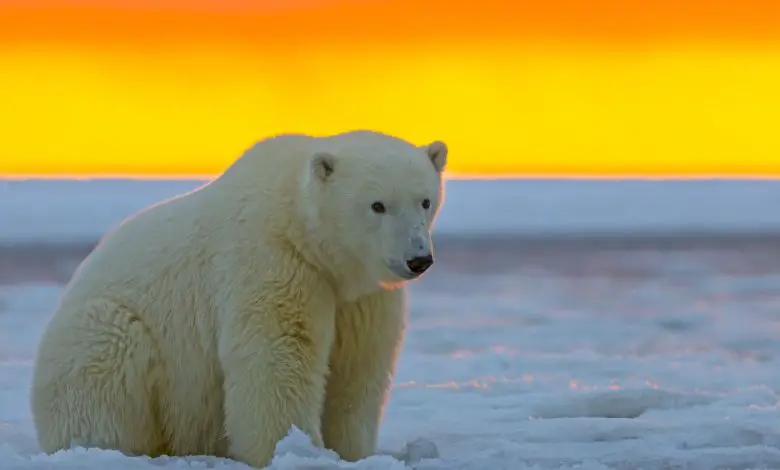 Les ours polaires sont contraints de se nourrir de "piles et de couches sales" alors que le changement climatique les pousse vers l'intérieur des terres.