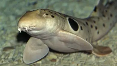 Les "requins marcheurs", filmés sur vidéo, étonnent les scientifiques.