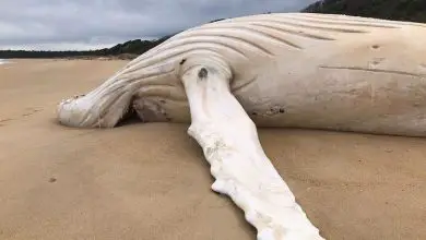 Une baleine à bosse blanche extrêmement rare échoue morte sur une plage australienne.