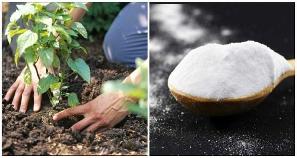 Comment Augmenter Le PH Du Sol Avec Du Bicarbonate De Soude : Une ...