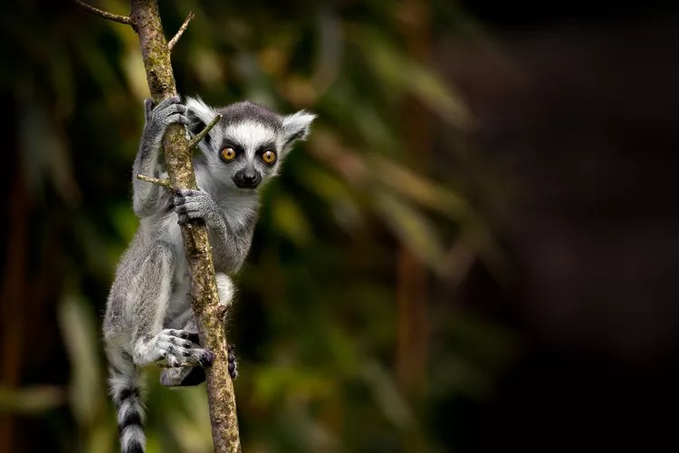 Jeune lémurien à queue annulaire (Lemur catta) grimpant à un arbre, Madagascar.