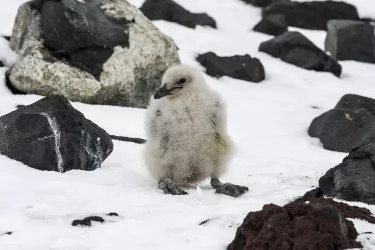 Un poussin de labbe polaire sud se reposant dans la neige sur l'île de Ross, en Antarctique, lors d'une saison précédente.