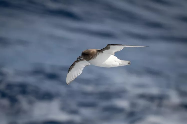 Un pétrel antarctique glisse sur l'océan en Antarctique.