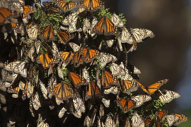 Papillons monarques en migration dans la baie de Monterey, en Californie. milehightraveler