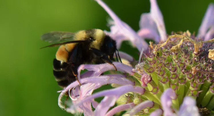 Un bourdon à taches rouilleuses, espèce en danger critique d'extinction, recueille du pollen.