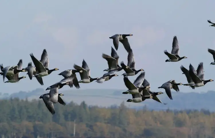 Les oiseaux migrateurs peuvent être déroutés par de vastes parcs éoliens. Ils peuvent également tenter de passer au travers et subir de lourdes pertes.
