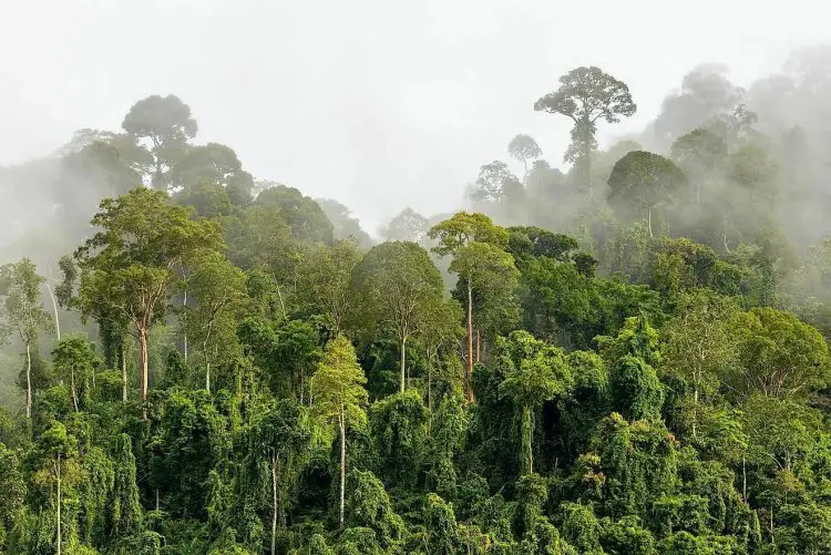 Les forêts tropicales humides font partie de nos ressources naturelles les plus précieuses. Elles absorbent le dioxyde de carbone que nous produisons et le transforment en oxygène dont nous avons besoin.