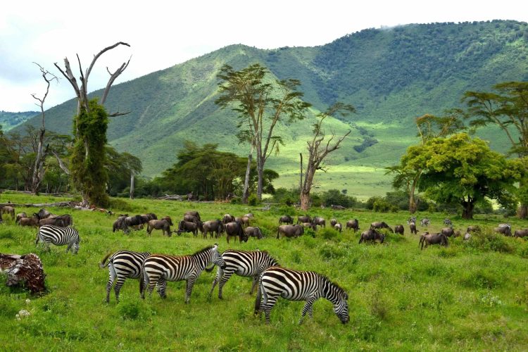 Les animaux sauvages font partie des ressources naturelles renouvelables de notre planète qui doivent être gérées avec soin pour garantir la santé des populations.