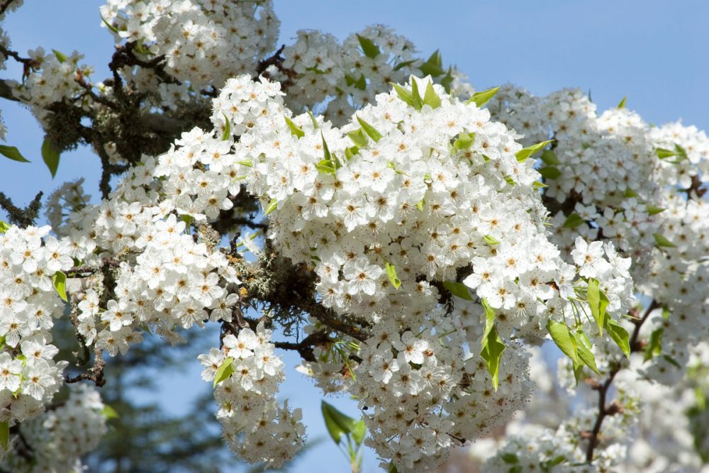 15-arbres-fruitiers-fleurs-blanches-duraabl
