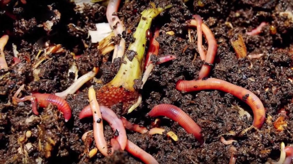 Comment Faire Un élevage De Vers De Terre? | Duraabl